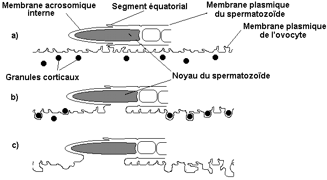 LA FECONDATION